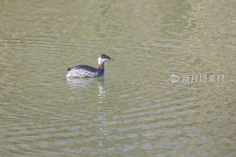 角鸊螈(Podiceps auritus)进入繁殖羽毛